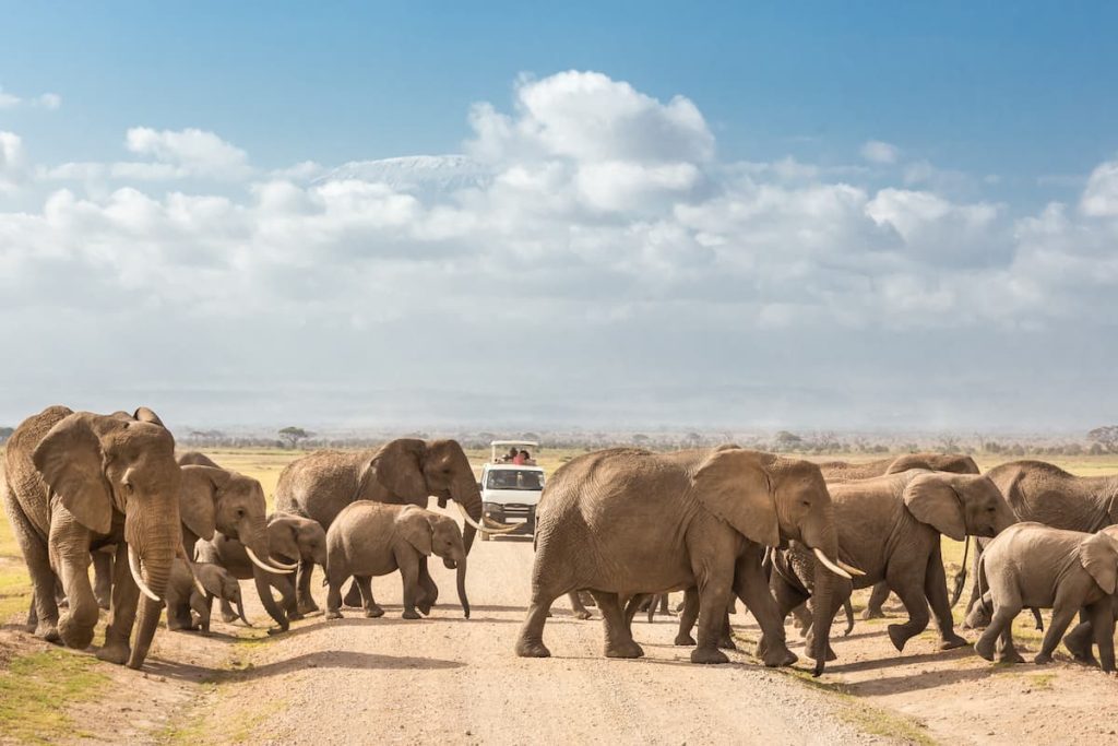 Into the Wild: A guide to Africa’s Best national parks and wildlife reserves